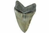 Serrated, Fossil Megalodon Tooth - North Carolina #311839-1